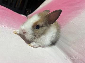 Conigli nani olandesi