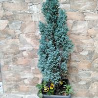 cipresso 80 cm