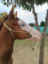 Puledro paint horse