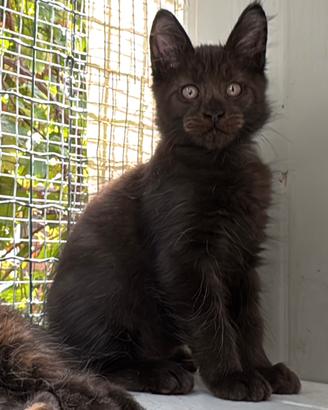Maschietto nero di maine coon (Black Velvet)