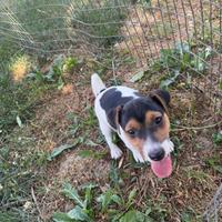 Ultimo maschio disponibile