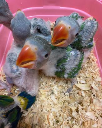 Pappagallo Alessandrino allevato a mano e Conuro