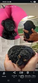 Cucciolo barboncino toy