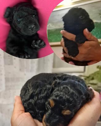 Cucciolo barboncino toy
