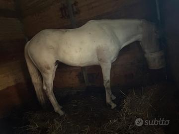 Cavallo intero di 3 anni