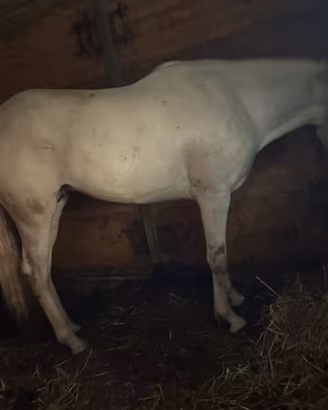 Cavallo intero di 3 anni