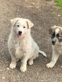 Cuccioli incrocio maremmano