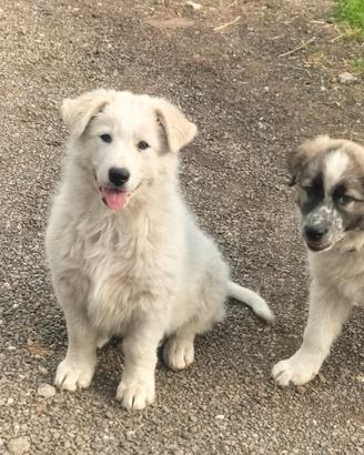 Cuccioli incrocio maremmano