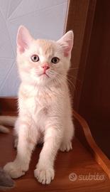 Gattino tipo British Shorthair (senza pedigree)