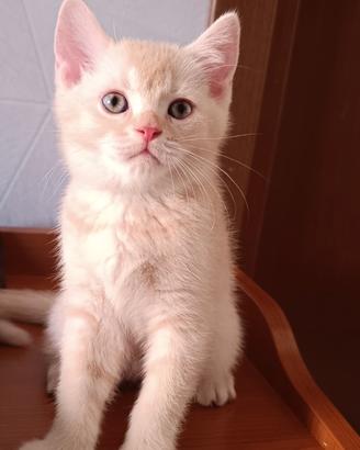 Gattino tipo British Shorthair (senza pedigree)