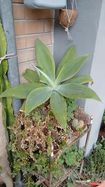 piante grasse 