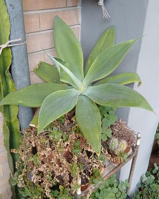 piante grasse 