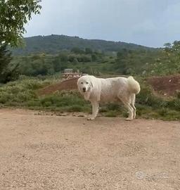 Cani da pastore abruzzese
