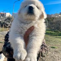 Pastore Maremmano Abruzzese