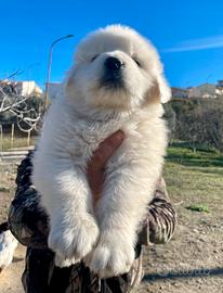 Pastore Maremmano Abruzzese