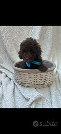 Barboncino con pedigree