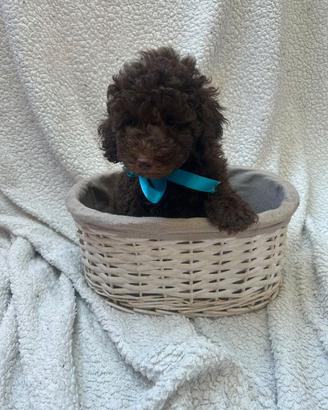 Barboncino con pedigree