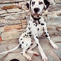Dalmata adulto
