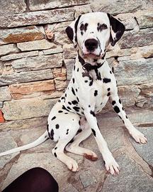 Dalmata adulto