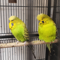 Cocorite inglesi maschi