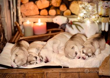 Cuccioli di Siberian Husky
