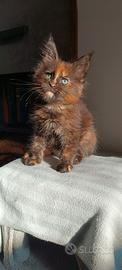Chloe Maine Coon con pedigree