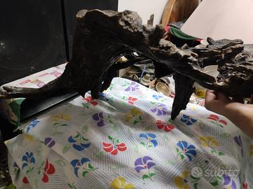 Stupenda radice in legno