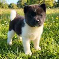 Maschietto akita americano