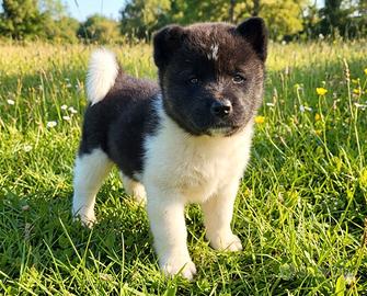 Maschietto akita americano