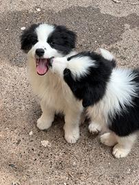 Border collie cuccioli