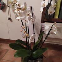 PIANTA DI ORCHIDEA IN VASO VETRO