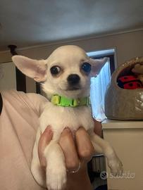 Chihuahua