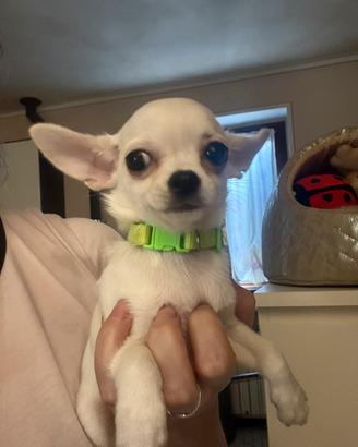 Chihuahua