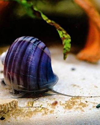 Pomacea bridgesii ampullaria viola