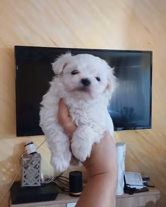 mini maltesi toy solo maschi 