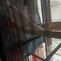 Calopsite maschio FB estremo