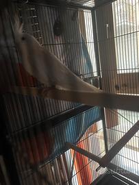 Calopsite maschio FB estremo