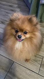 Spitz Pomerania