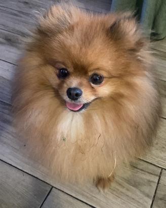 Spitz Pomerania