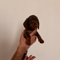 Cucciolo bassotto