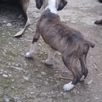 Cuccioli di segugio maremmano di 60 giorni