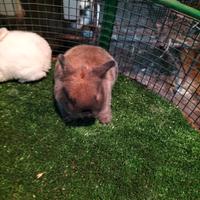 Cuccioli di Ariete x Minilop (F1)