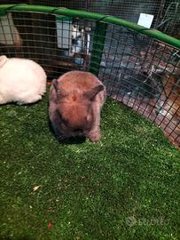 Cuccioli di Ariete x Minilop (F1)