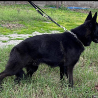 Pastore Tedesco Nero