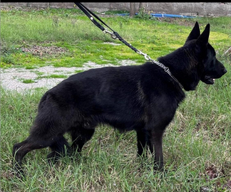 Pastore Tedesco Nero