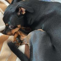 Pinscher maschio per monta