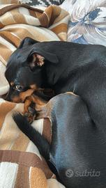 Pinscher maschio per monta