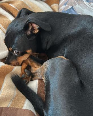 Pinscher maschio per monta