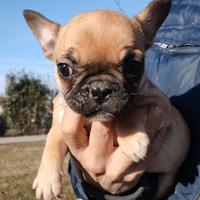 Cuccioli bouledogue francese