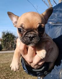 Cuccioli bouledogue francese